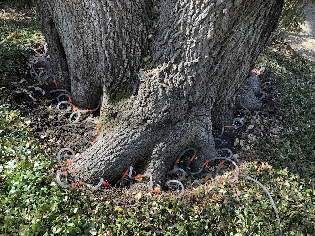 Detailed Tree Cabling and Bracing job site in Redford